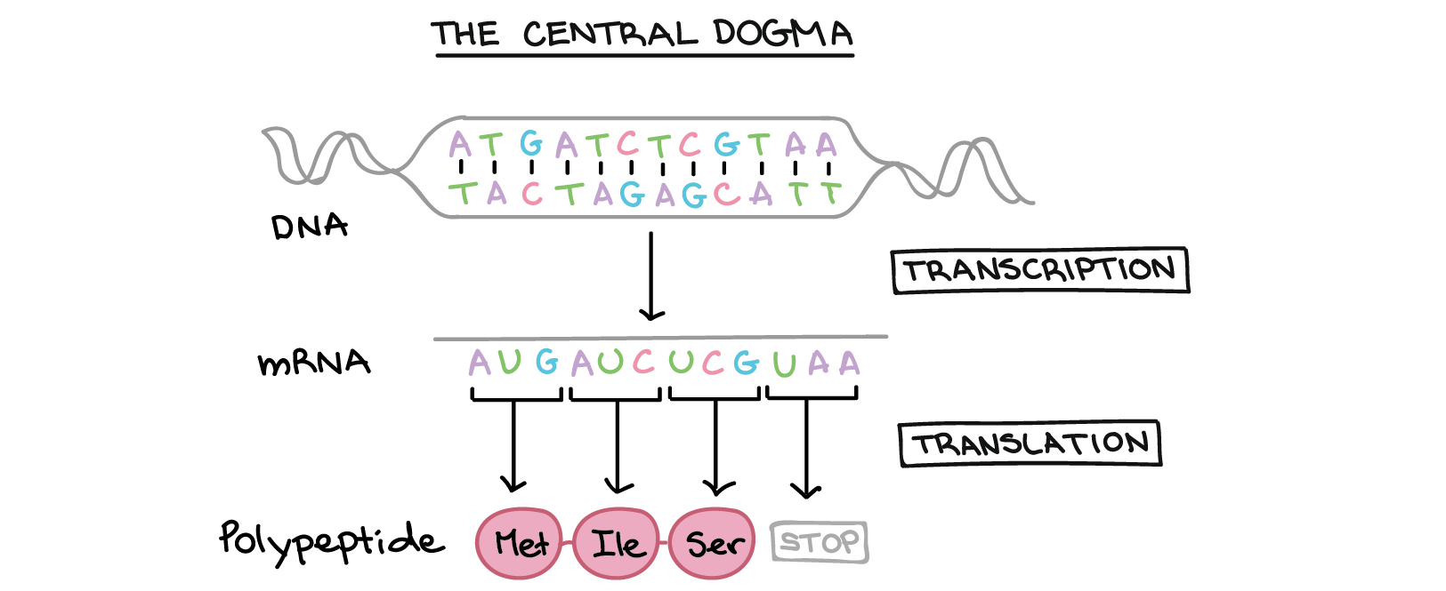 ../_images/central-dogma.png
